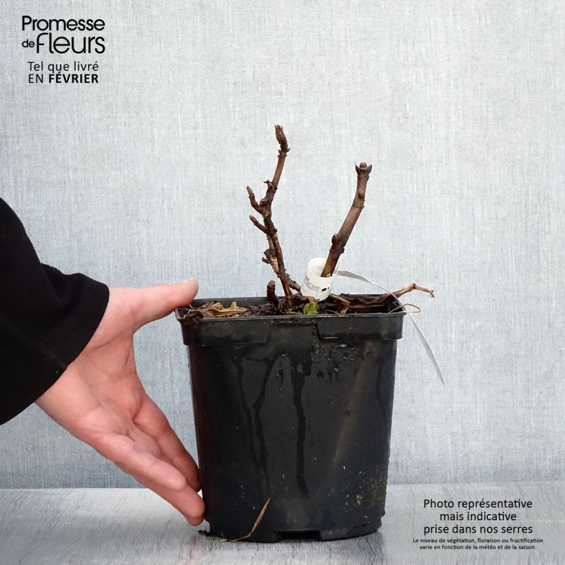 Amostra de Hortensia macrophylla So Long Aya Vaso de 3 L/4 L tal como entregue no inverno