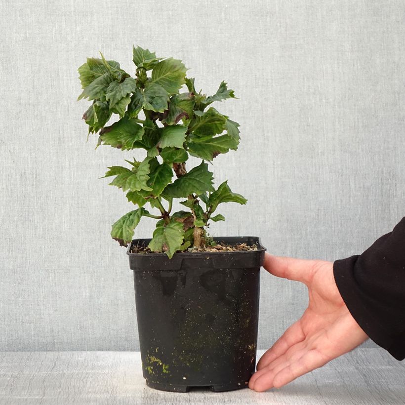 Amostra de Hortênsia macrophylla So Long Aya Vaso de 3 L/4 L tal como entregue na primavera