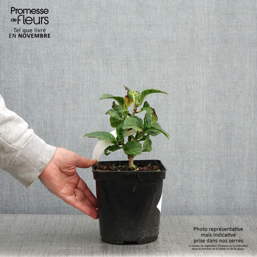 Amostra de Hortênsia macrophylla So Long Starlit Sky Vaso de 3 L/4 L tal como entregue no outono