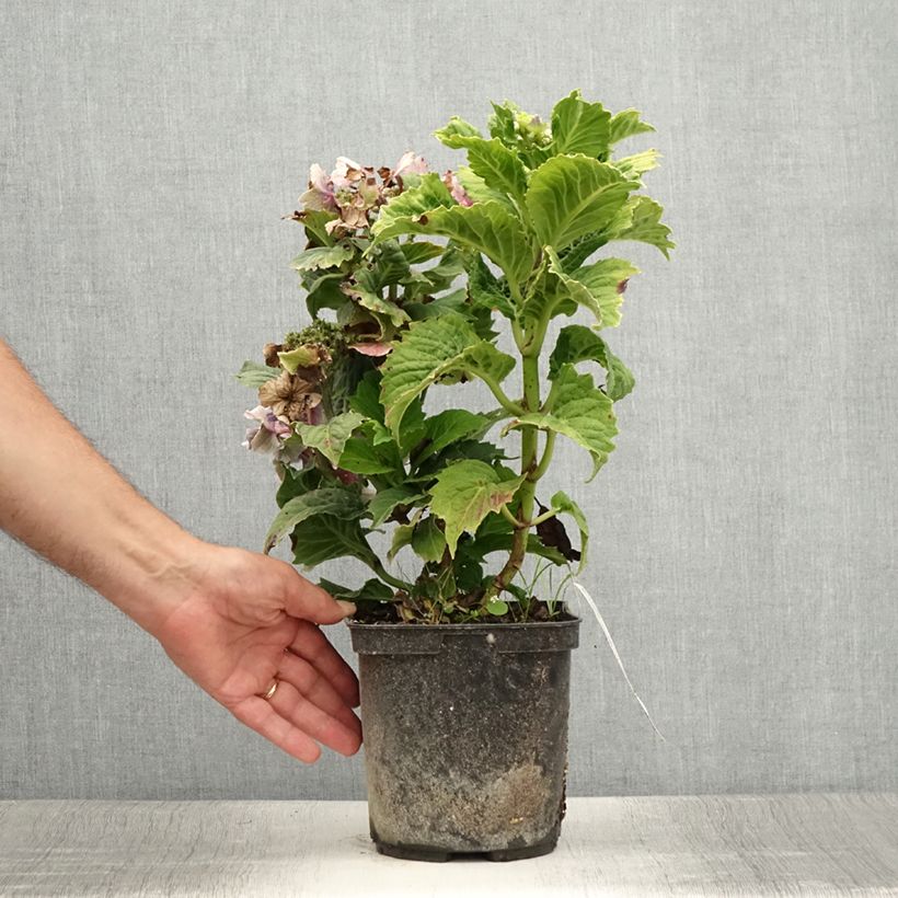 Amostra de Hortênsia macrophylla So Long Starlit Sky Vaso de 3 L/4 L tal como entregue no verão