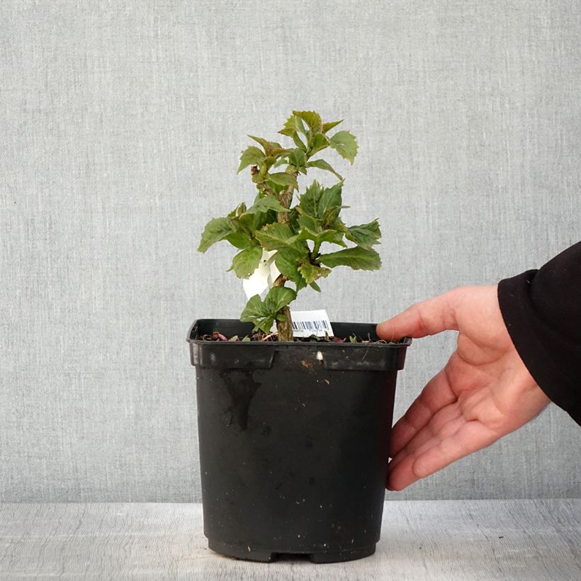 Amostra de Hortênsia macrophylla So Long Starlit Sky Vaso de 3 L/4 L tal como entregue na primavera