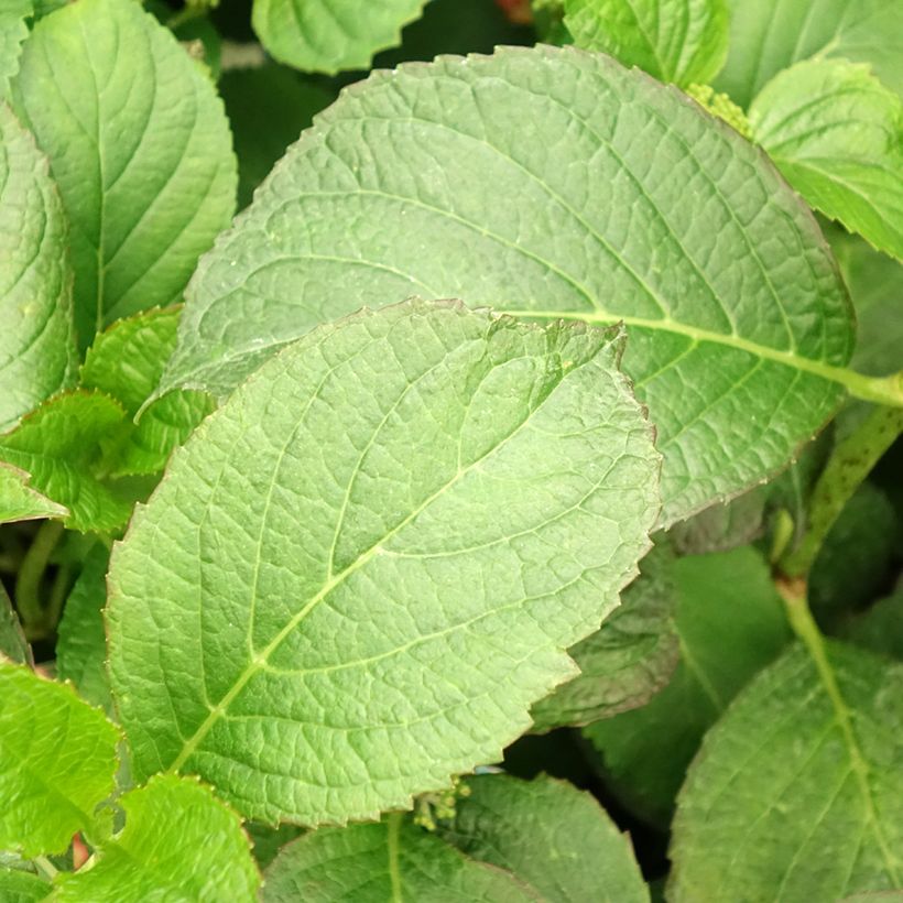 Hortênsia macrophylla So Long Sunny (Folhagem)