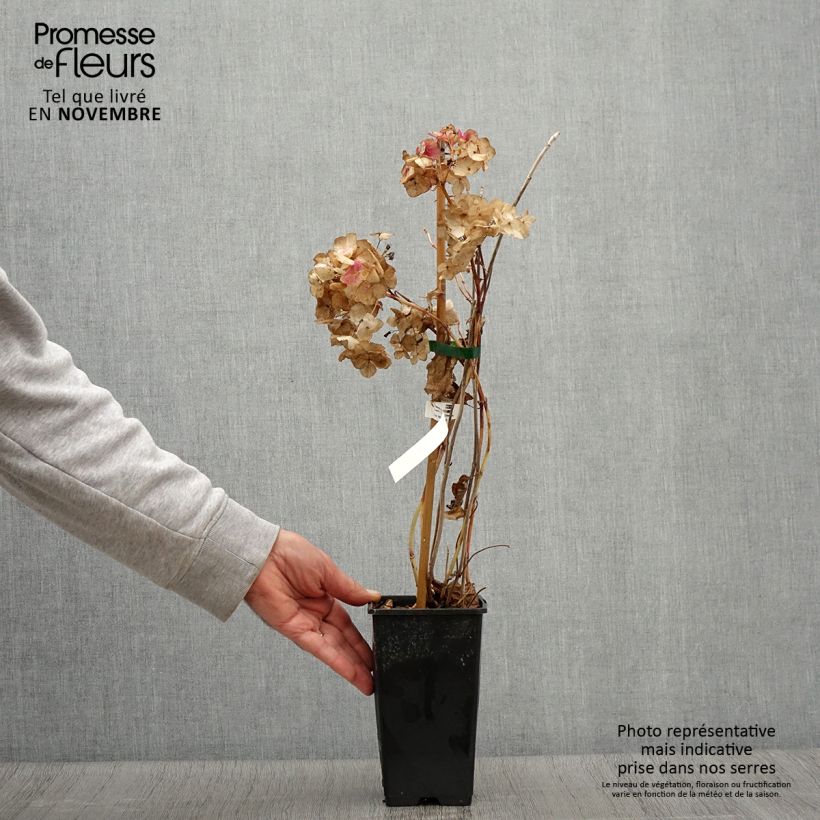 Amostra de Hortênsia macrophylla So Long Rosy Vaso de 1,5 L/2 L tal como entregue no outono