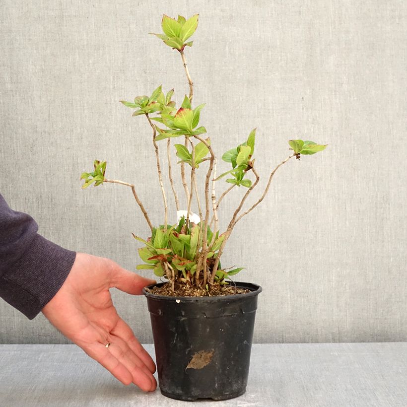 Amostra de Hortênsia macrophylla So Long Rosy Vaso de 1,5 L/2 L tal como entregue na primavera