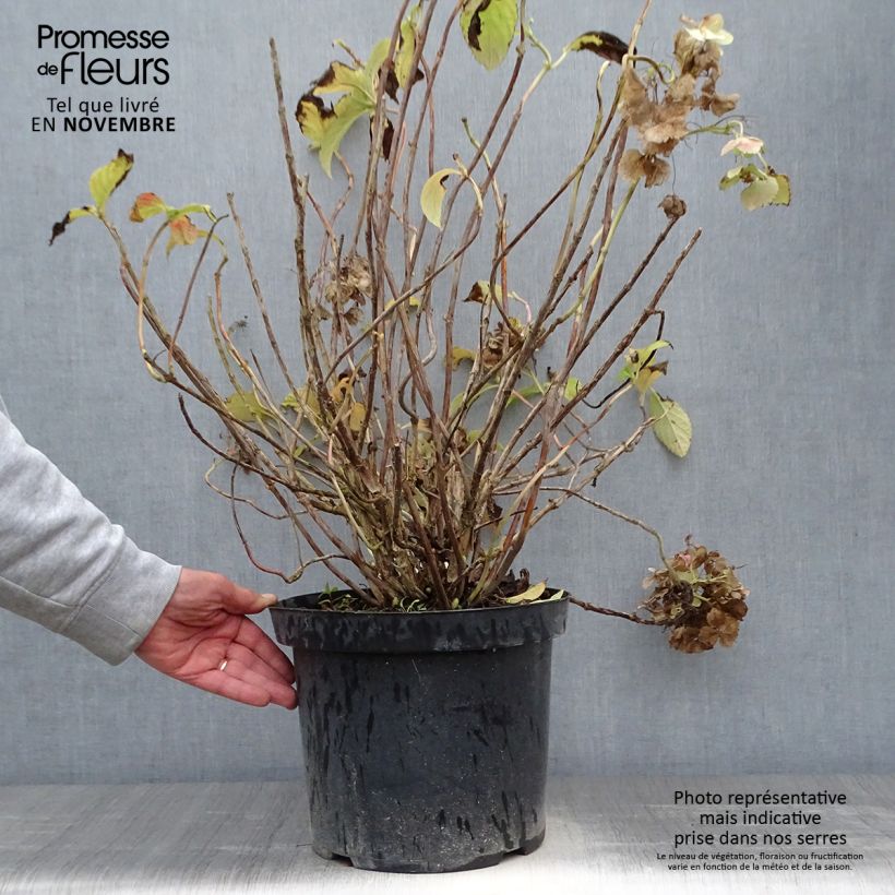 Amostra de Hortênsia macrophylla Sœur Thérèse Vaso de 7,5 L/10 L tal como entregue no outono