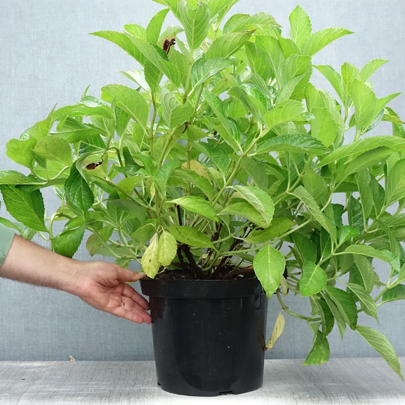 Amostra de Hortênsia macrophylla Sœur Thérèse Vaso de 7,5 L/10 L tal como entregue no verão