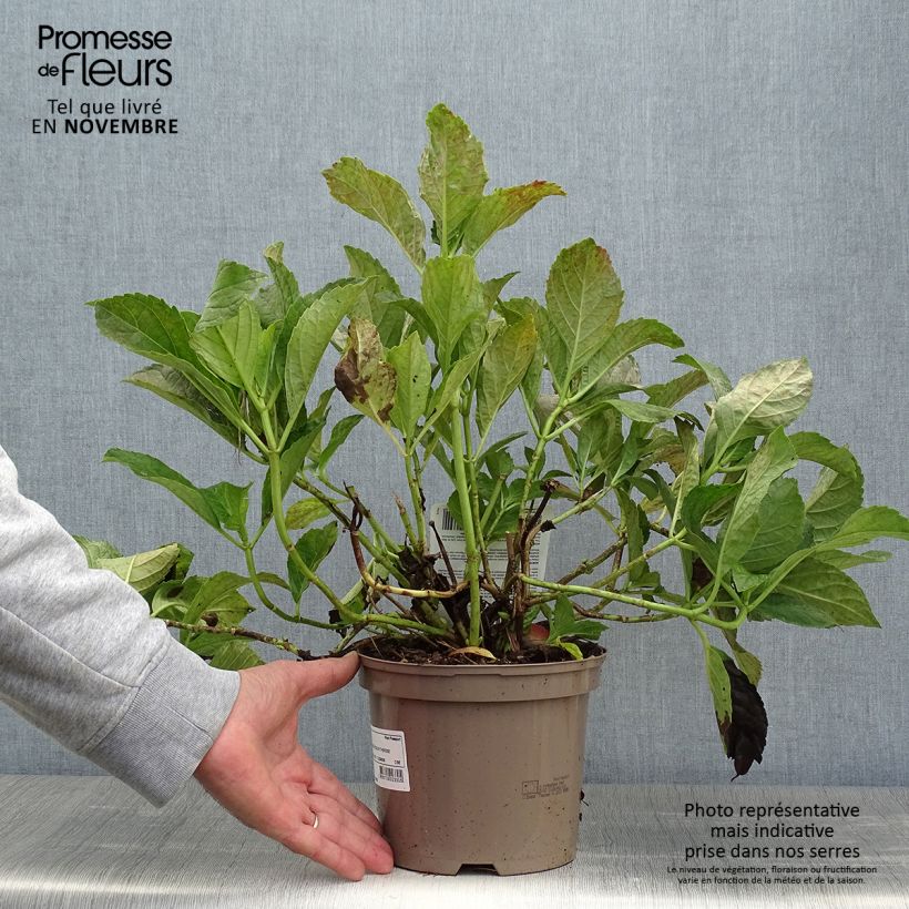 Amostra de Hortênsia macrophylla Sœur Thérèse Vaso de 2 L/3 L tal como entregue no outono