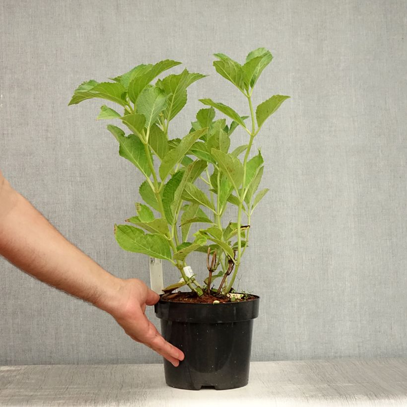Amostra de Hortênsia macrophylla Sœur Thérèse Vaso de 2 L/3 L tal como entregue no verão