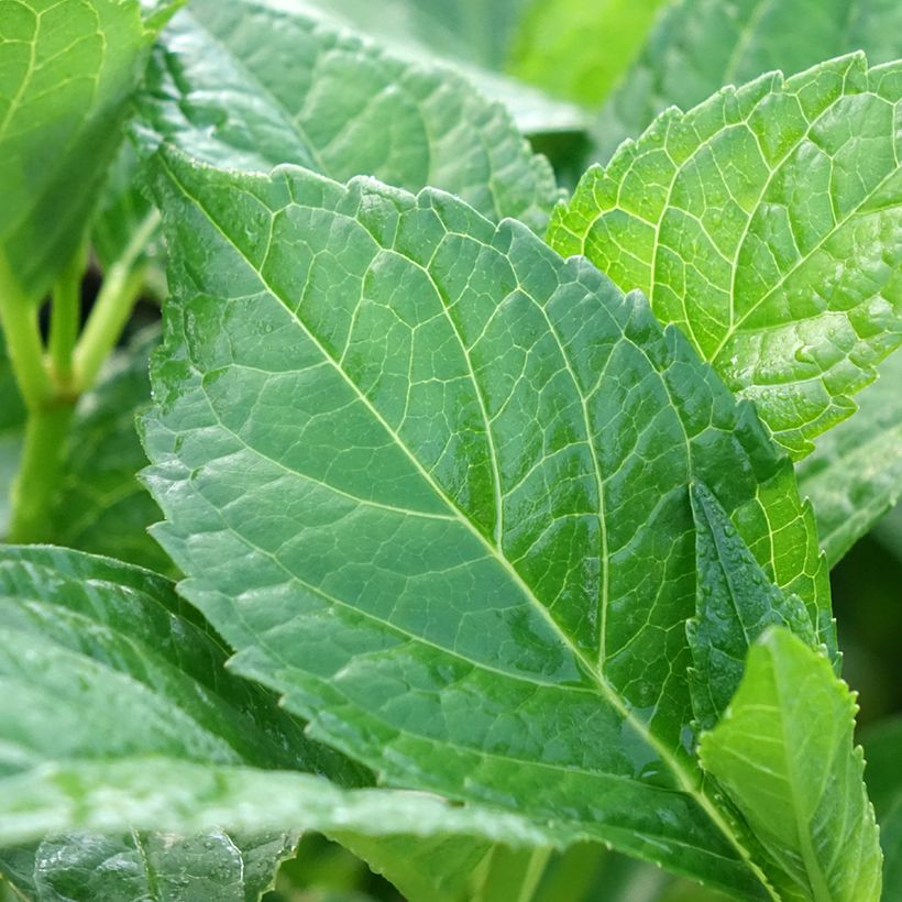 Hortênsia macrophylla Sœur Thérèse (Folhagem)