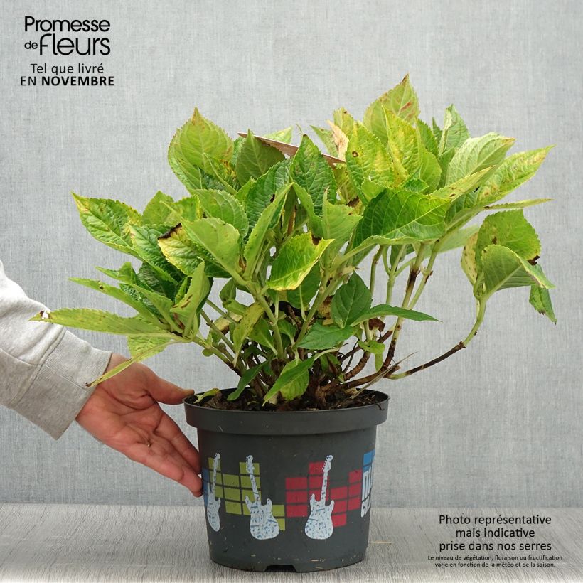 Amostra de Hortênsia macrophylla Soft Pink Salsa Vaso de 4 L/5 L tal como entregue no outono