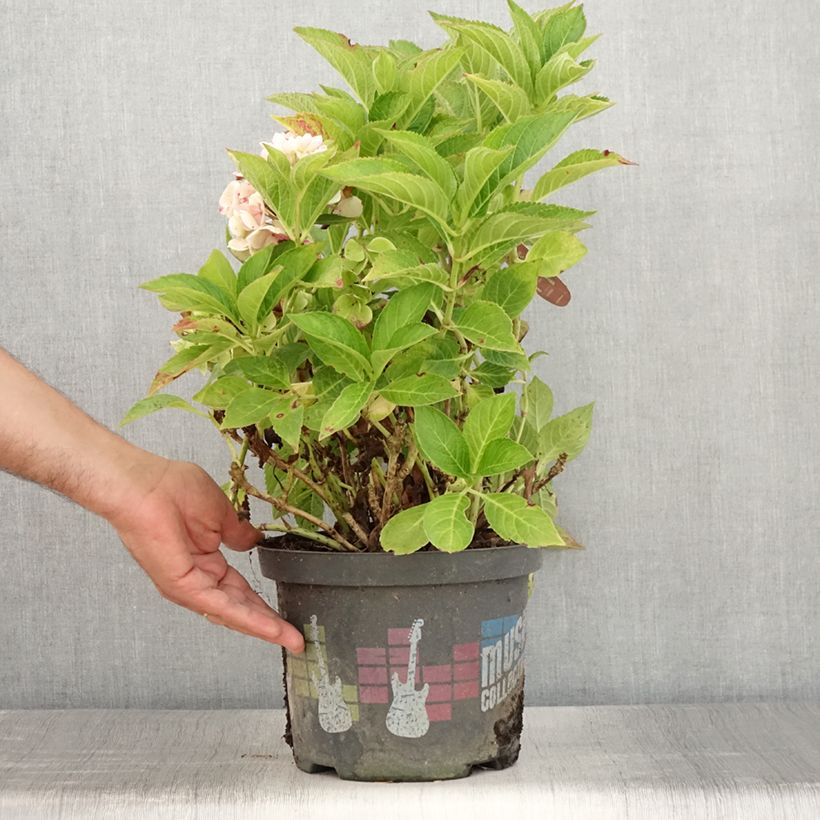 Amostra de Hortênsia macrophylla Soft Pink Salsa Vaso de 4 L/5 L tal como entregue no verão