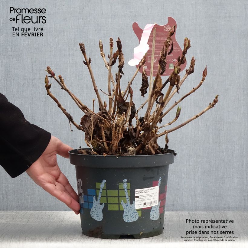 Amostra de Hortensia - Hydrangea macrophylla Soft Pink Salsa Vaso de 4 L/5 L tal como entregue no inverno