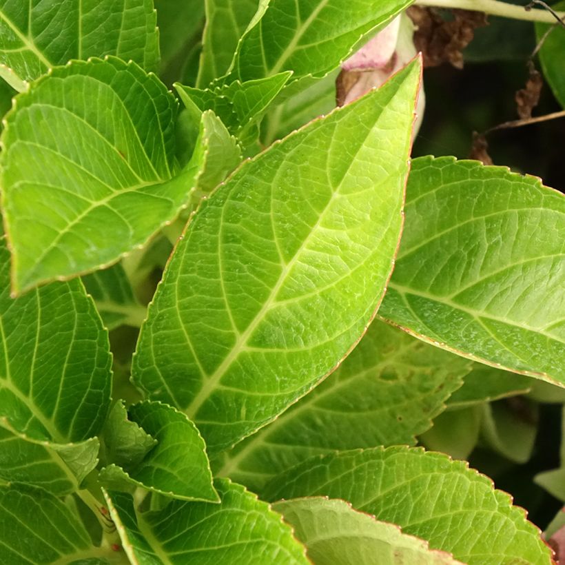 Hortênsia macrophylla Soft Pink Salsa (Folhagem)