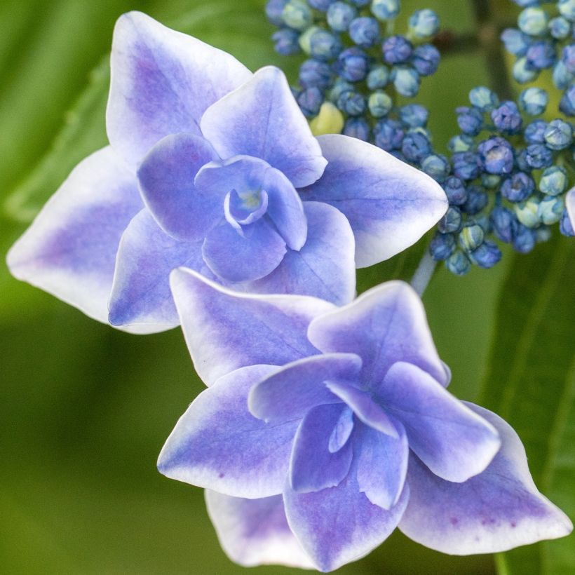 Hortênsia macrophylla Star Gazer Azul (Floração)
