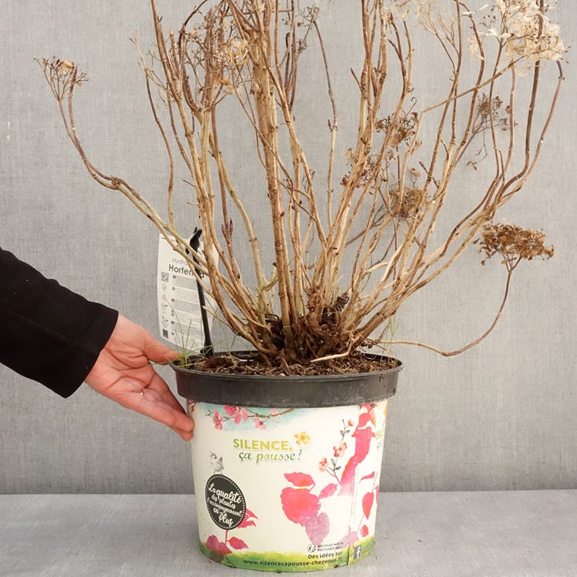 Amostra de Hortensia - Hydrangea macrophylla Star Gazer Bleu Vaso de 7,5 L/10 L tal como entregue no inverno