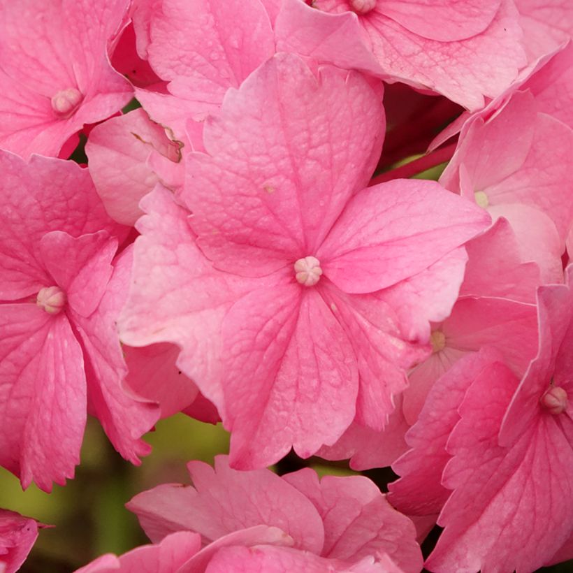 Hortênsia macrophylla Stellar Rosa (Floração)