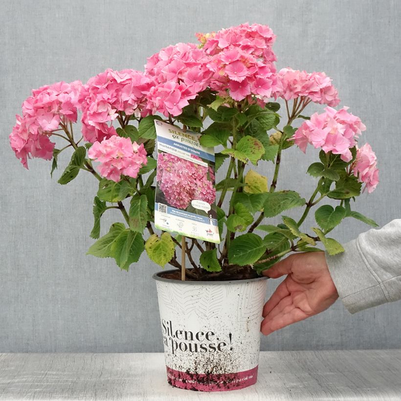 Amostra de Hortênsia macrophylla Stellar Rosa Vaso de 4 L/5 L tal como entregue no verão