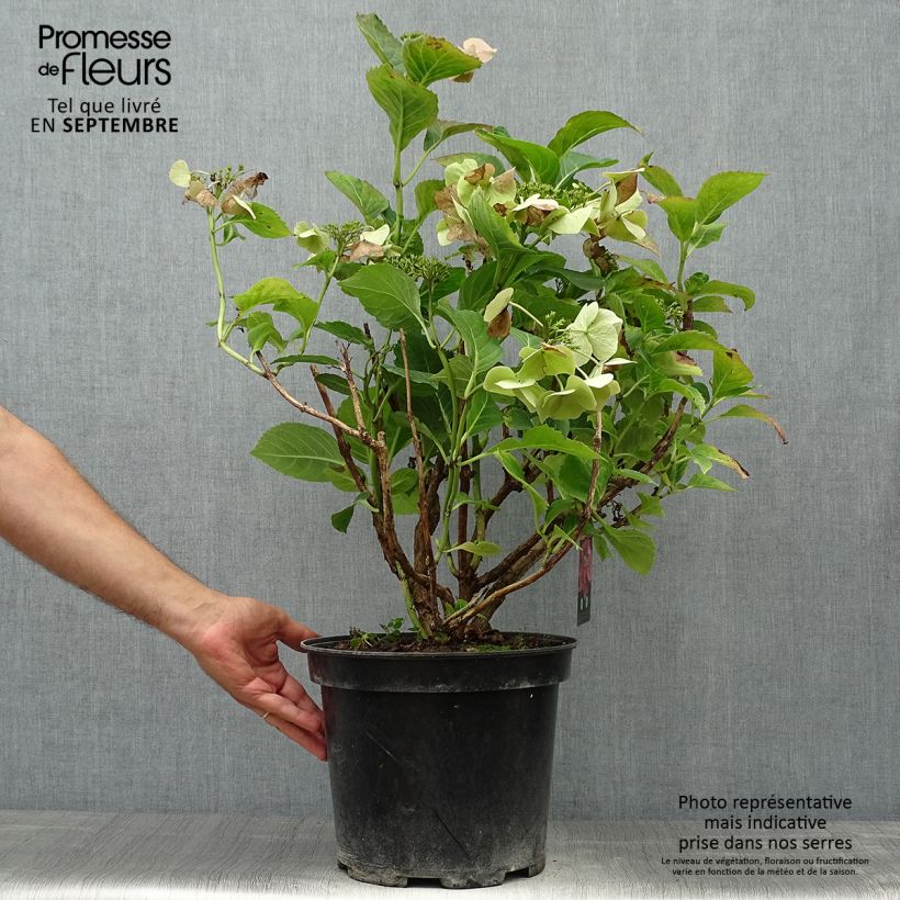 Amostra de Hortênsia macrophylla Teller Rosa Vaso de 7,5 L/10 L tal como entregue no outono
