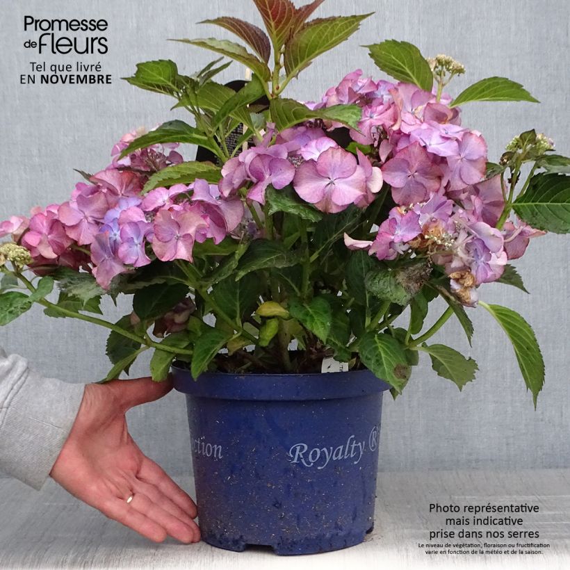 Amostra de Hortênsia macrophylla Tiffany Vaso de 4 L/5 L tal como entregue no outono