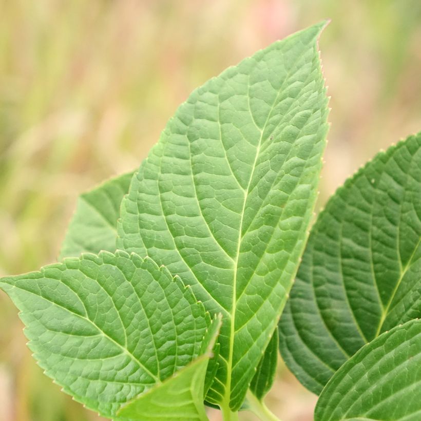 Hortênsia macrophylla Tinkerbell (Folhagem)