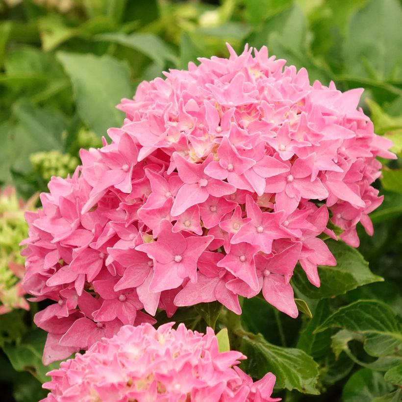 Hortênsia macrophylla Tovelit (Floração)