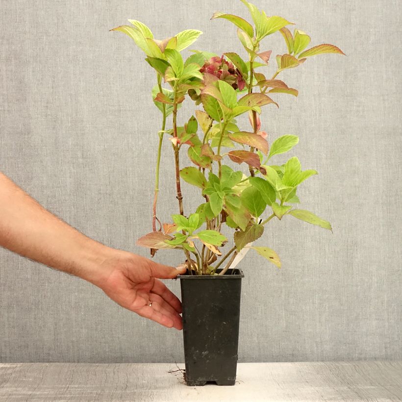 Amostra de Hortênsia macrophylla Valvert Vaso de 1,5 L/2 L tal como entregue no verão
