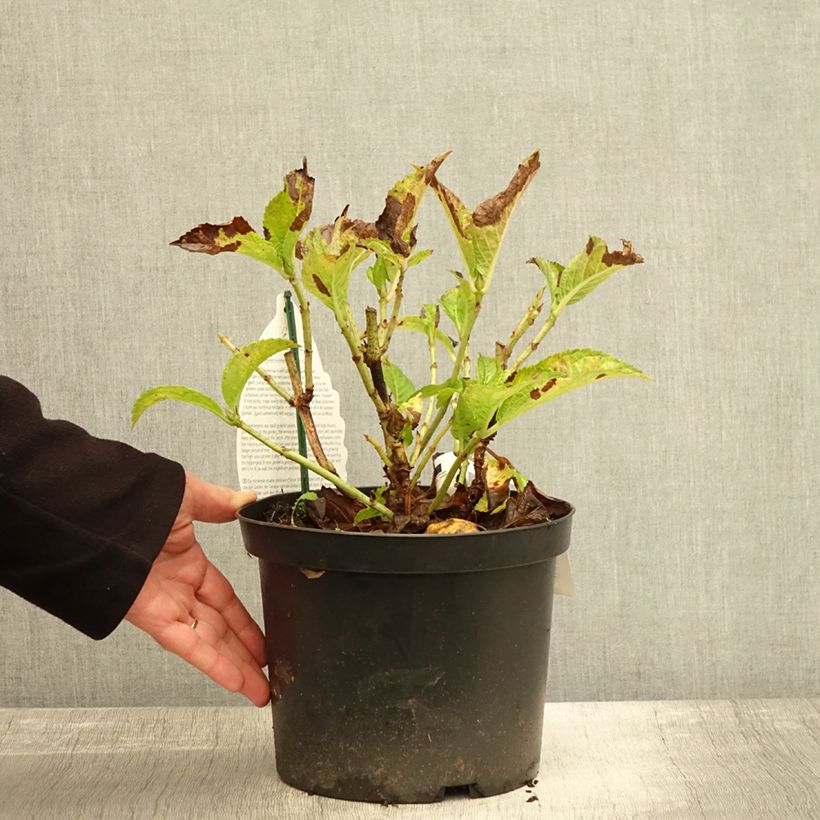 Amostra de Hortênsia macrophylla Verdi Vaso de 4 L/5 L tal como entregue no outono