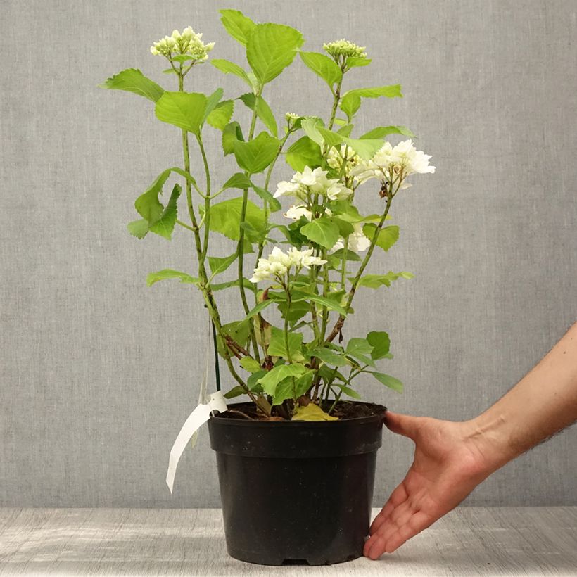 Amostra de Hortênsia macrophylla Verdi Vaso de 4 L/5 L tal como entregue no verão