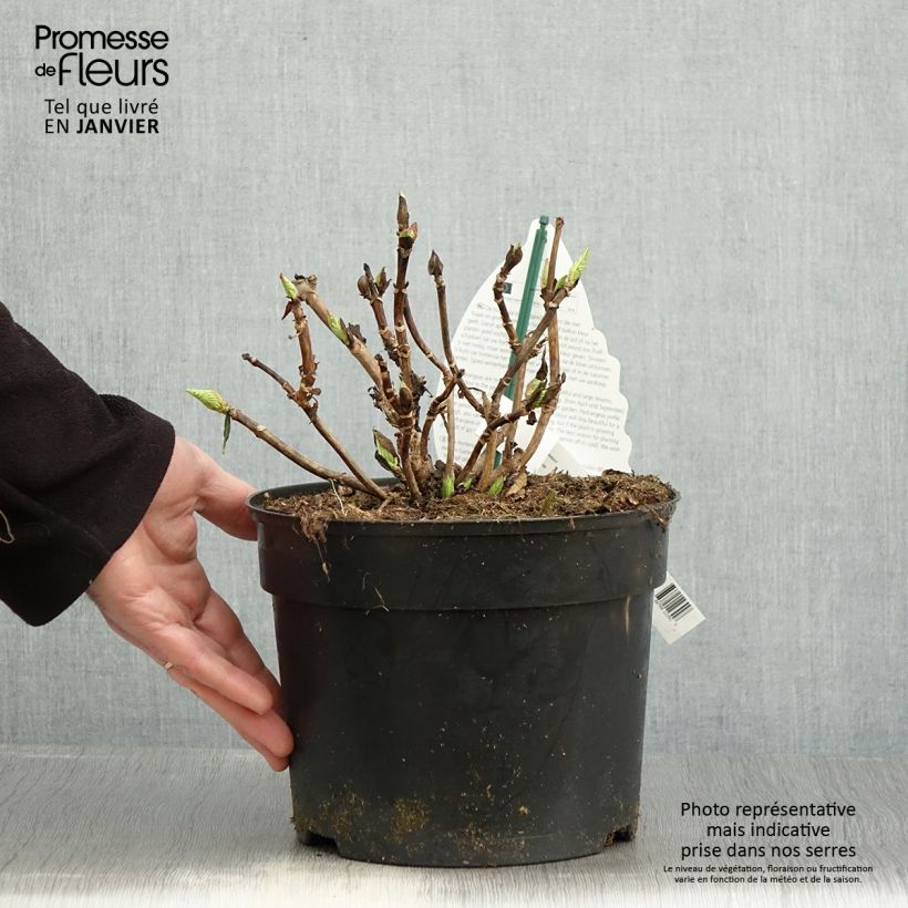 Amostra de Hortensia - Hydrangea macrophylla Verdi Vaso de 4 L/5 L tal como entregue no inverno