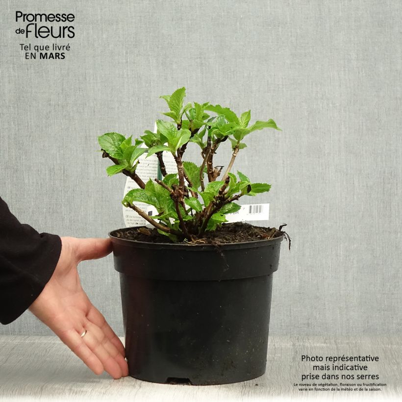 Amostra de Hortênsia macrophylla Verdi Vaso de 4 L/5 L tal como entregue na primavera