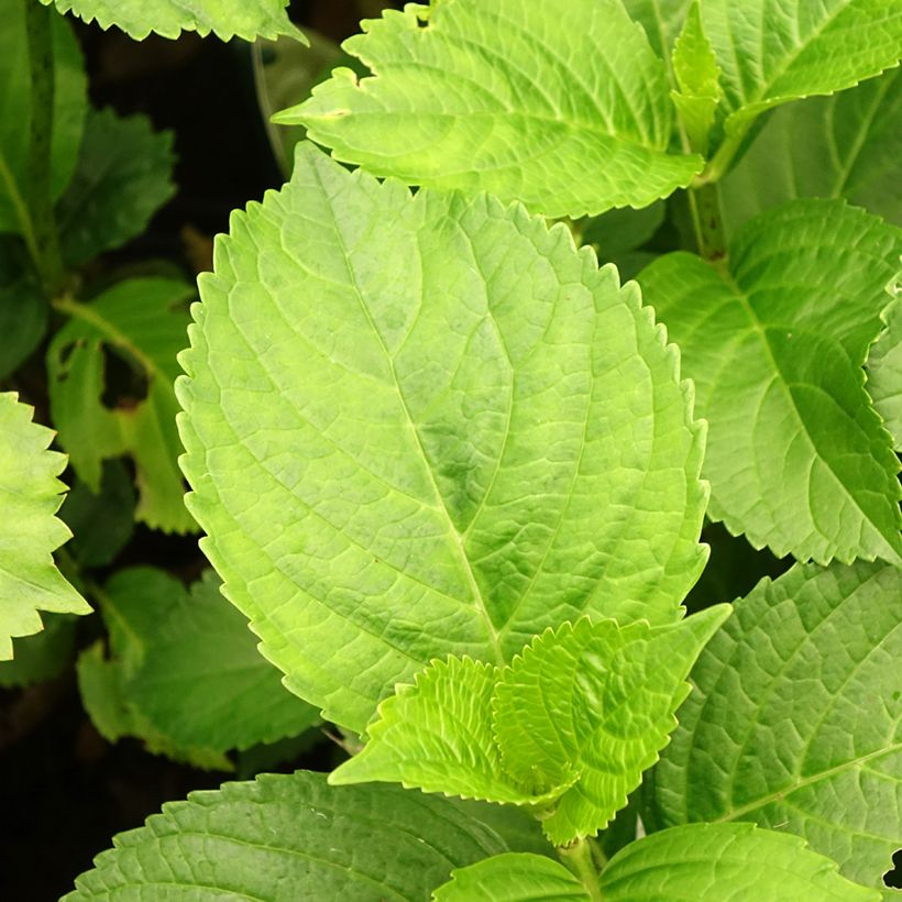 Hortênsia macrophylla Verdi (Folhagem)