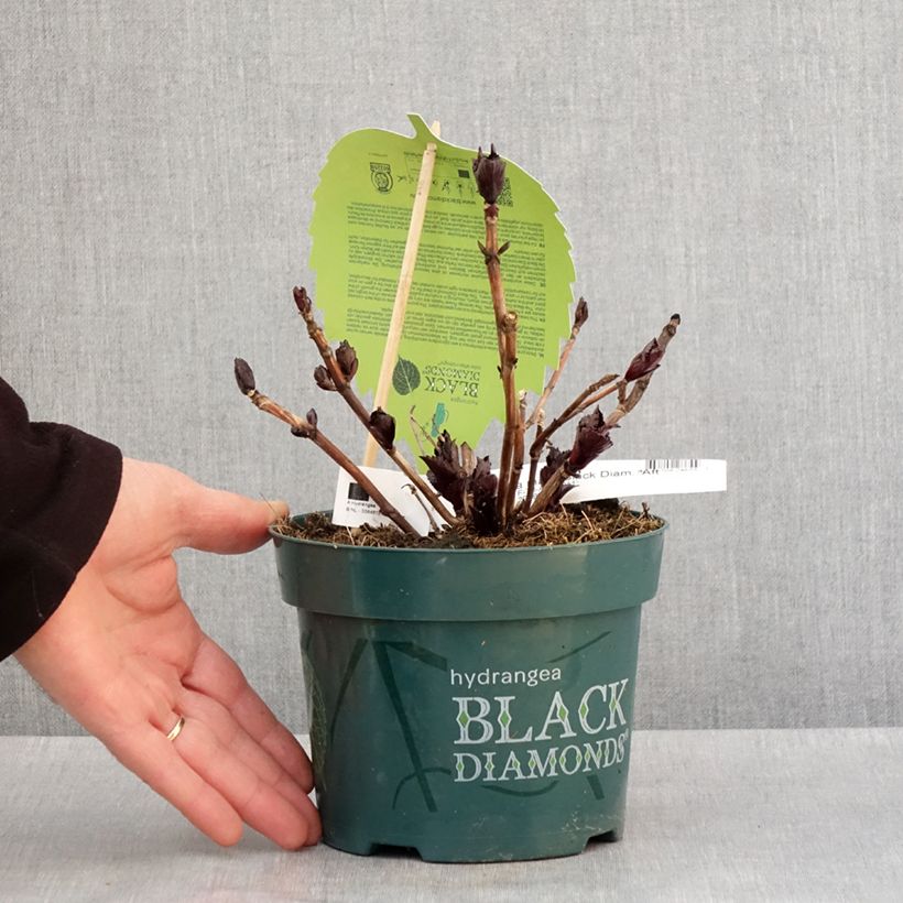 Amostra de Hortênsia macrophylla After Midnight Vaso de 2 L/3 L tal como entregue no inverno