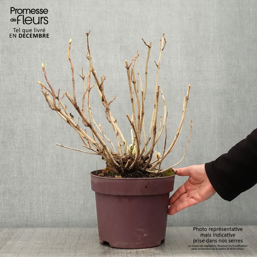 Amostra de Hortênsia macrophylla Xian Vaso de 7,5 L/10 L tal como entregue no outono