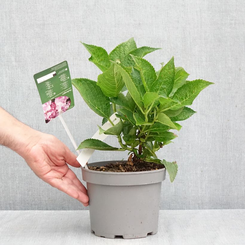 Amostra de Hortênsia macrophylla You and Me Forever Vaso de 2 L/3 L tal como entregue no outono