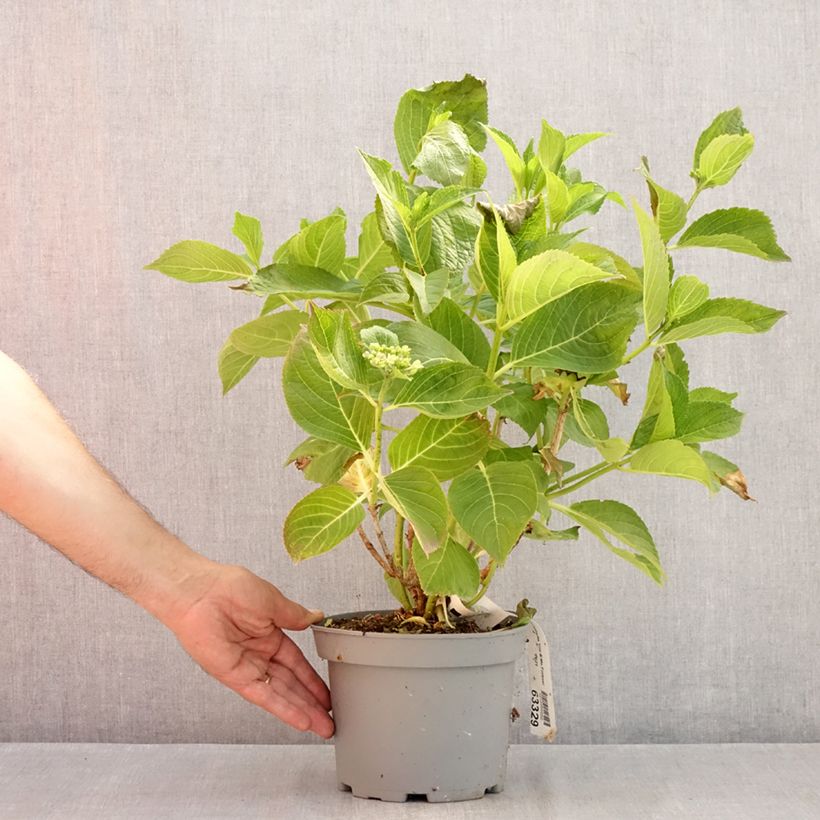 Amostra de Hortênsia macrophylla You and Me Forever Vaso de 2 L/3 L tal como entregue no verão