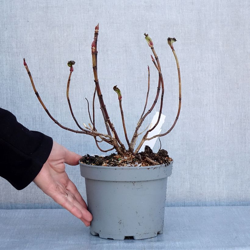 Amostra de Hortensia - Hydrangea macrophylla You and Me Forever Vaso de 2 L/3 L tal como entregue no inverno