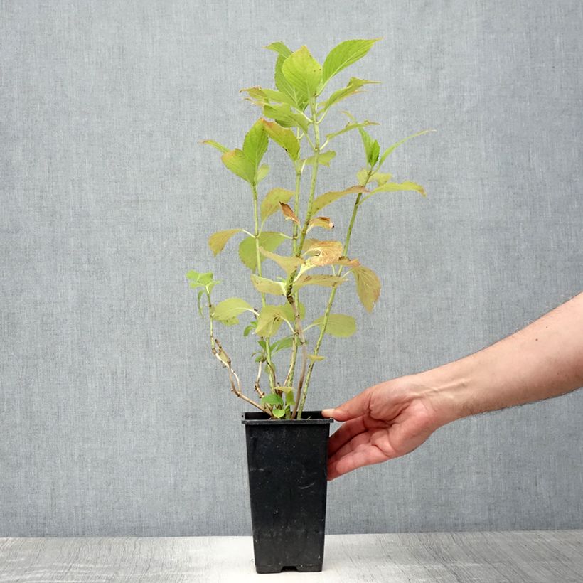 Amostra de Hortênsia macrophylla You and Me Inspire Vaso de 1,5 L/2 L tal como entregue no verão