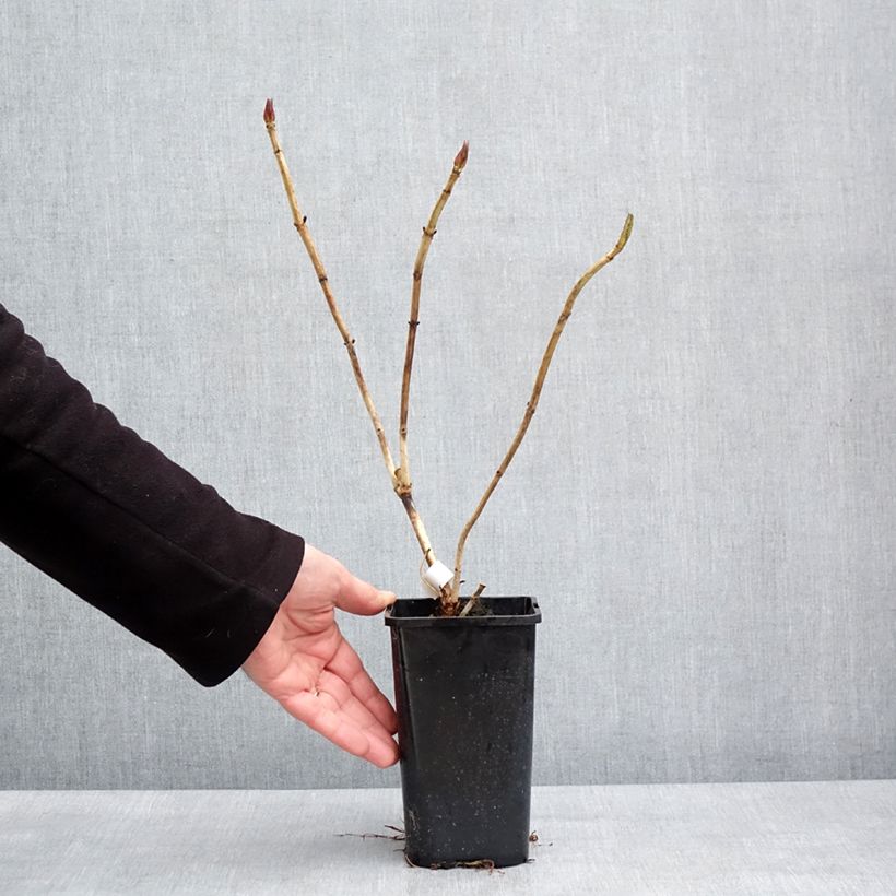 Amostra de Hortensia - Hydrangea macrophylla You and Me 'Inspire' Vaso de 1,5 L/2 L tal como entregue no inverno