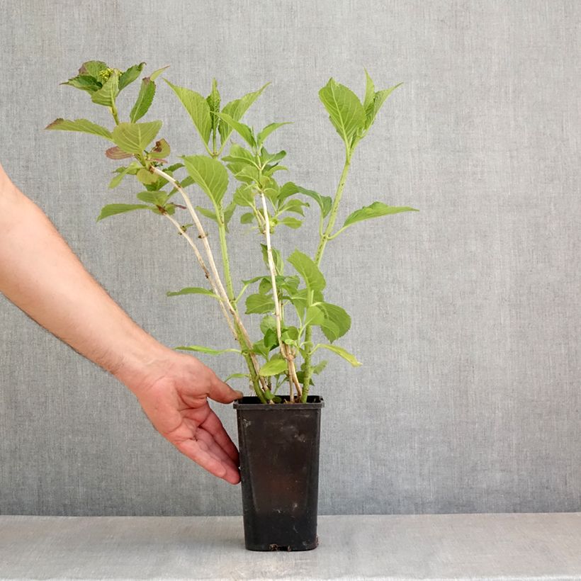 Amostra de Hortênsia macrophylla You and Me Inspire Vaso de 1,5 L/2 L tal como entregue na primavera