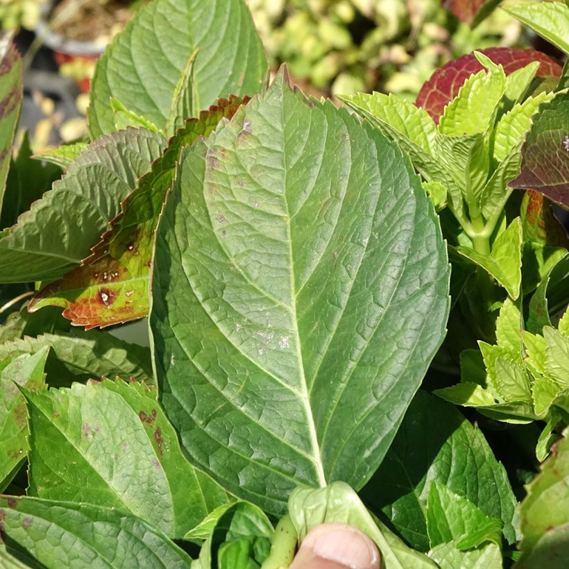 Hortênsia macrophylla You and Me Love (Folhagem)
