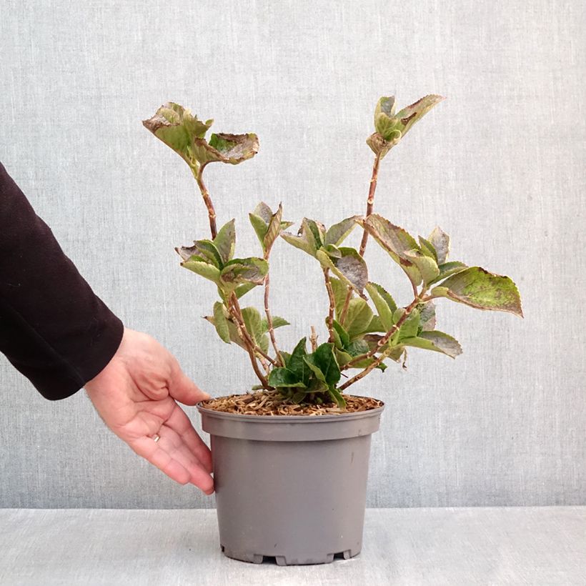 Amostra de Hortênsia macrophylla You and Me Love Vaso de 3 L/4 L tal como entregue no outono
