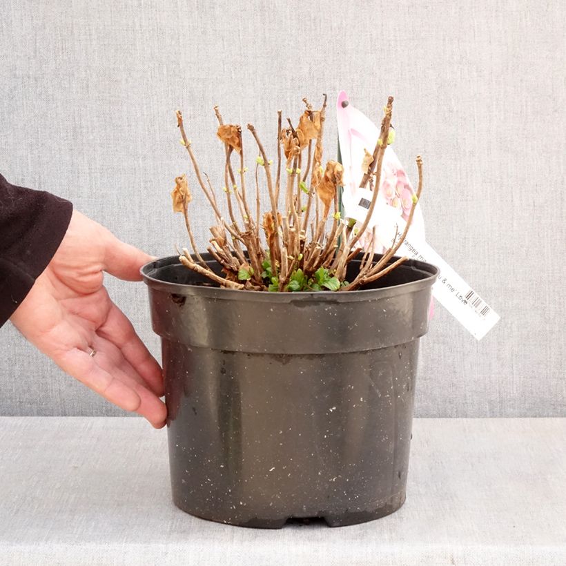 Amostra de Hortensia - Hydrangea macrophylla You and Me Love Pot de 3L/4L tal como entregue na primavera