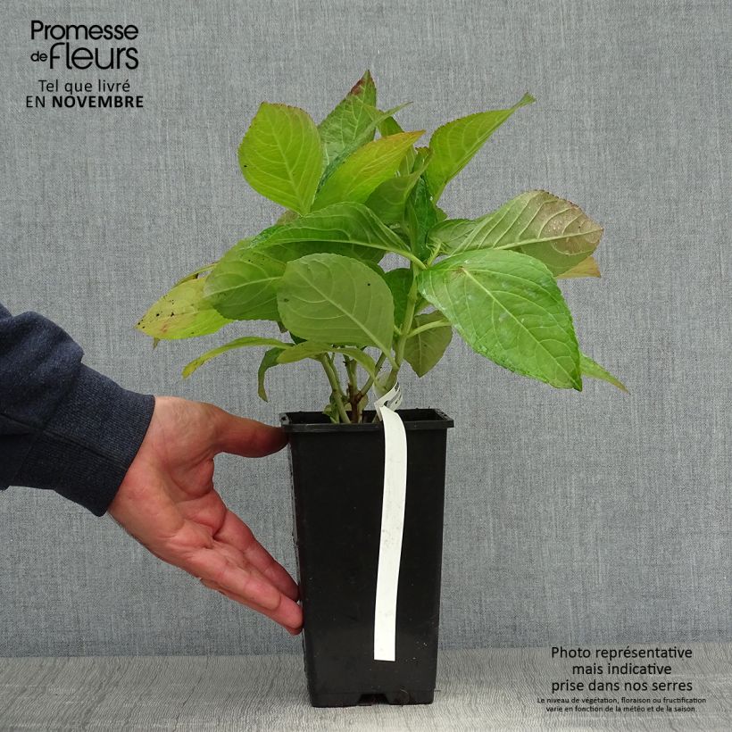 Amostra de Hortênsia macrophylla You and Me Romance Vaso de 1,5 L/2 L tal como entregue no outono