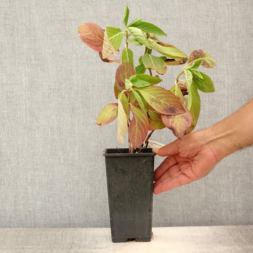 Amostra de Hortênsia macrophylla You and Me Romance Vaso de 1,5 L/2 L tal como entregue no verão