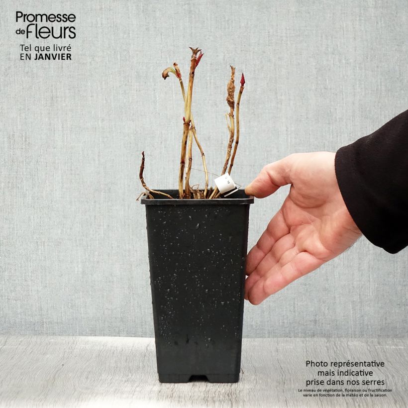 Amostra de Hortênsia macrophylla You and Me Romance Vaso de 1,5 L/2 L tal como entregue no inverno