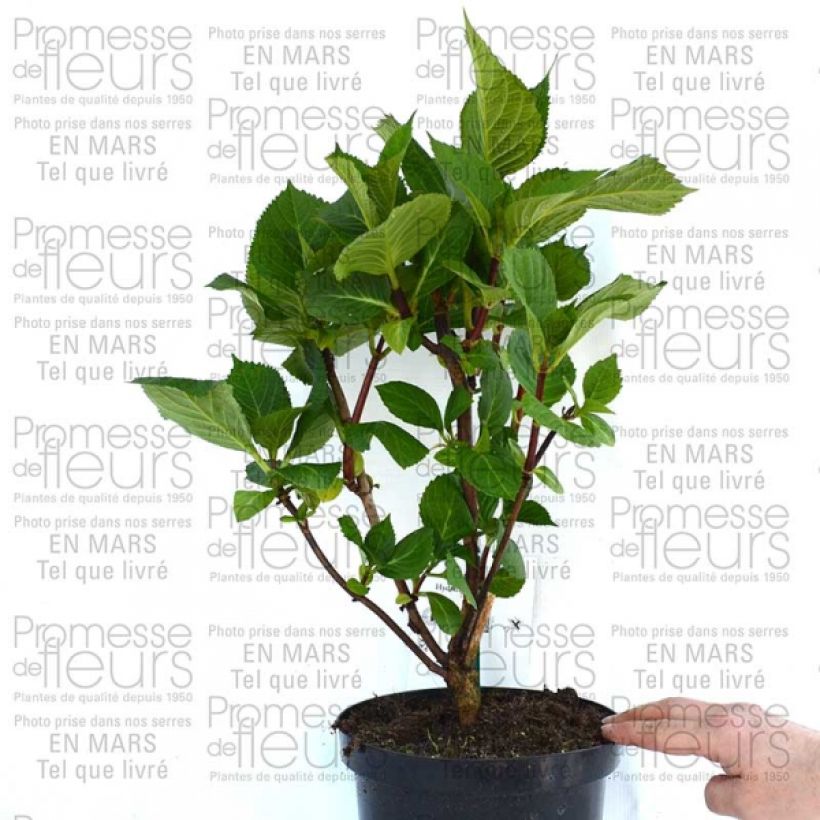 Exemplo de amostra de Hortênsia macrophylla Zorro Azul Vaso de 2 L/3 L tal como entregue