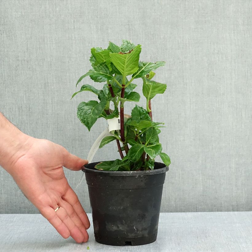 Amostra de Hortênsia macrophylla Zorro Azul Vaso de 1 L/1,5 L tal como entregue no verão