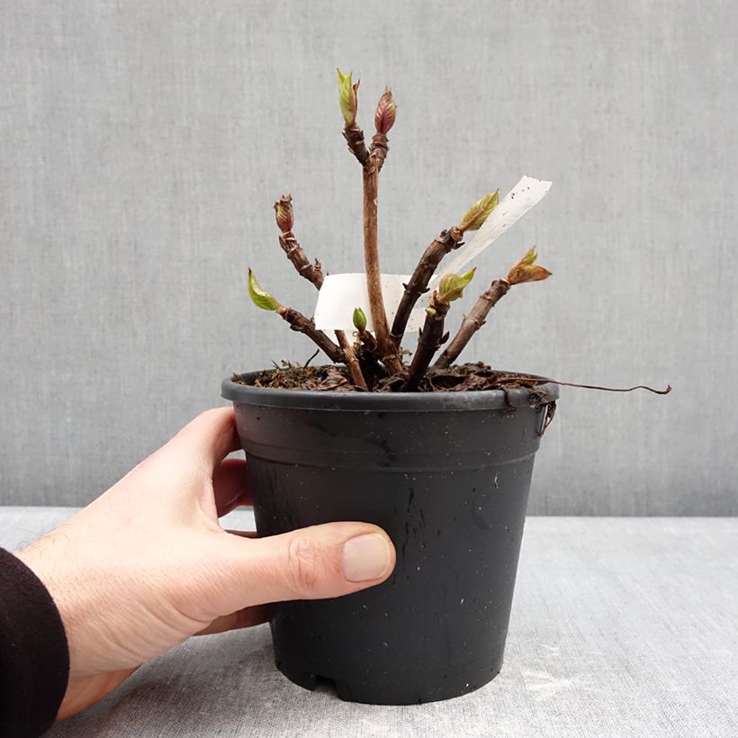 Amostra de Hortênsia macrophylla Zorro Azul Vaso de 1 L/1,5 L tal como entregue no inverno