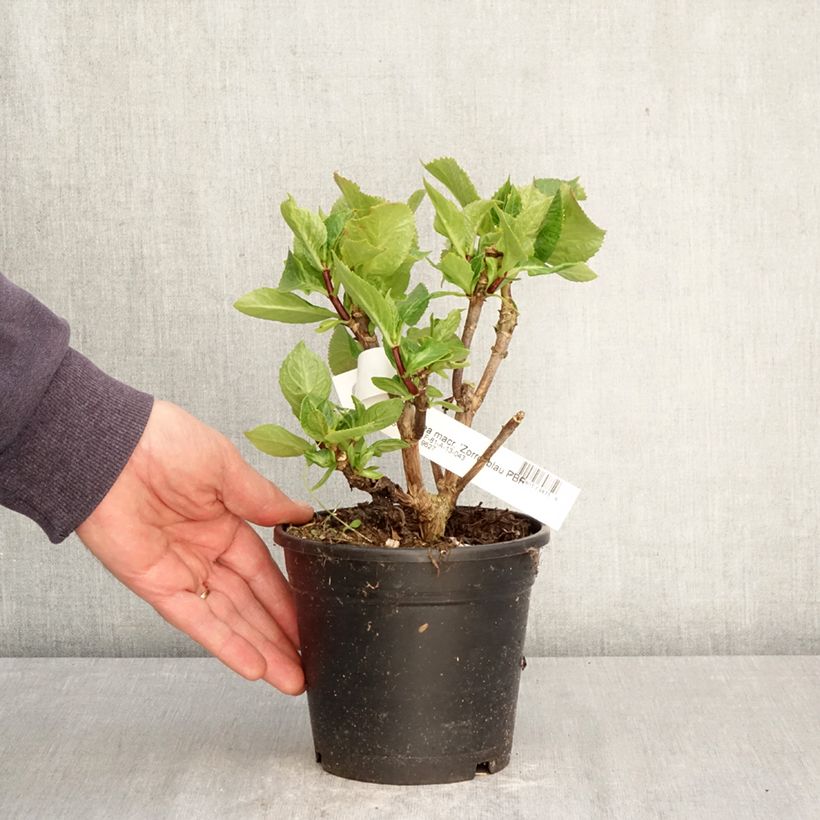 Amostra de Hortênsia macrophylla Zorro Azul Vaso de 1 L/1,5 L tal como entregue na primavera