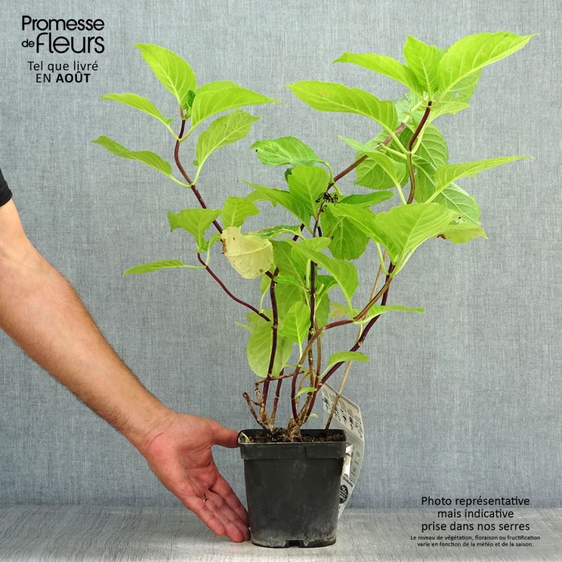 Amostra de Hortênsia macrophylla Zorro Rosa Vaso de 2 L/3 L tal como entregue no verão